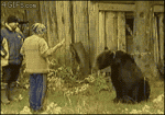 Bear-feeding-fail