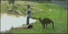 Kangaroo-kicks-guy-into-water.gif