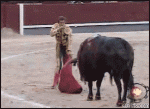 Bull_gores_matador