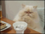 Table_cat_distracted