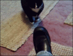 Crazy-cat-attacks-shoe