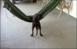 Dog-loves-hammock