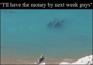 Seal-vs-killer-whales-mafia