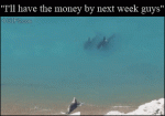 Seal-vs-killer-whales-mafia