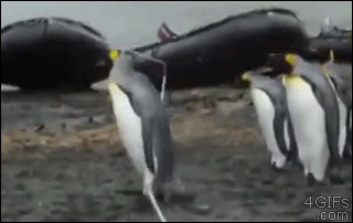 Penguins-vs-rope