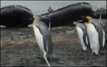 Penguins-vs-rope