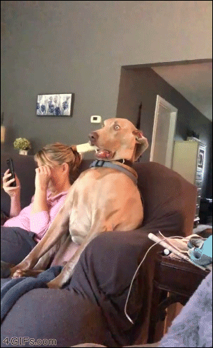 Shocked-dog-watches-TV