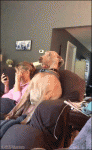 Shocked-dog-watches-TV