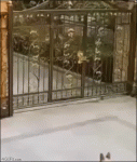 Gate-dog-switches-teams