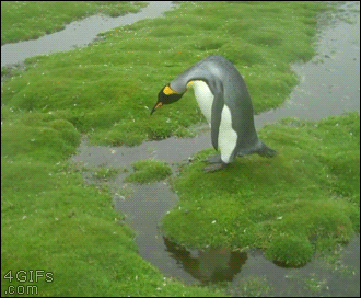 Penguin-island-huge-jump