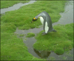 Penguin-island-huge-jump