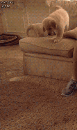 Puppy-couch-jump-slide