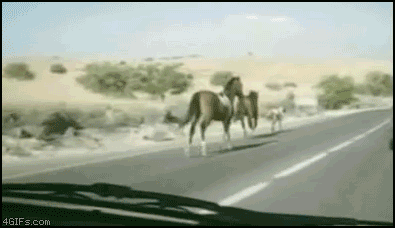 http://www.youtube.com/watch?v=sOTICcIwpTUorhttp://4gifs.com/Video/Horse_car_collision.wmv