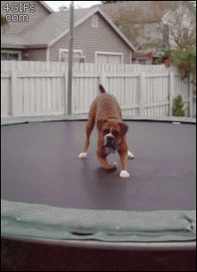 A boxer dog enjoys bouncing on a trampoline