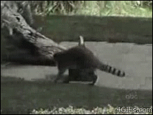 raccoon steals hops away