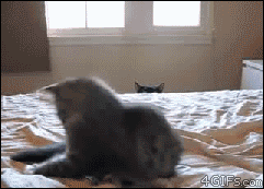 A cat doesn't like a kitten lying on his bed and hisses at it