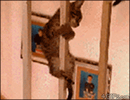 Firefighter-kitten-slides-down-banister