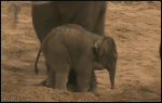 Baby_elephant_kicked