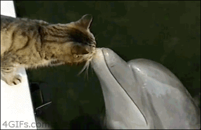 Cat-nuzzles-dolphin