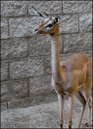 You can trace food moving down a gazelle's very long throat