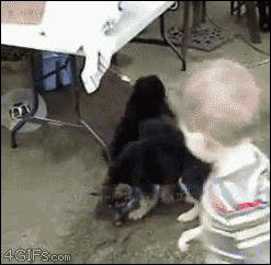 A group of puppies follow and tackle a child when he tries leaving