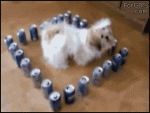 Dog_trapped_cans
