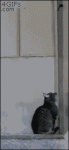 Cat_opens_door