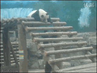 A hanging panda has his paw removed by his friend causing him to fall