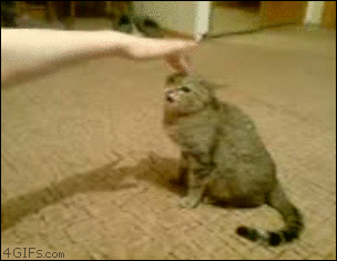 Petting-angry-cat.gif