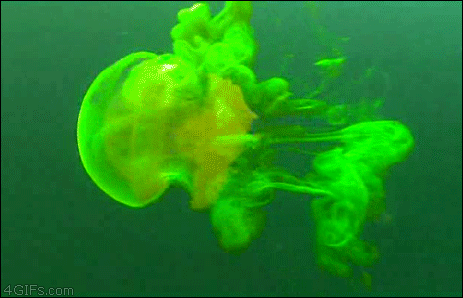 An exotic jellyfish is fluorescent