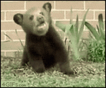 Bear-cub-sneezes