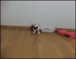 Kitten-attacks-camera
