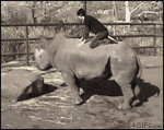 Rhinoceros-cowboy-rodeo