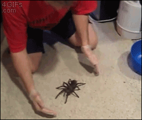 A man pushes a huge spider so that it climbs onto his back