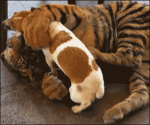 Tiger-chews-toy-dog