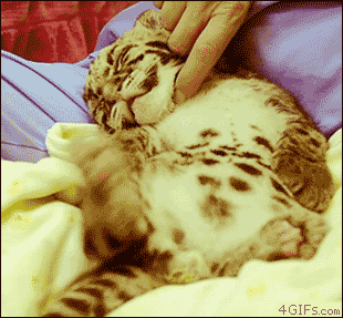 Leopard-cub-scratched