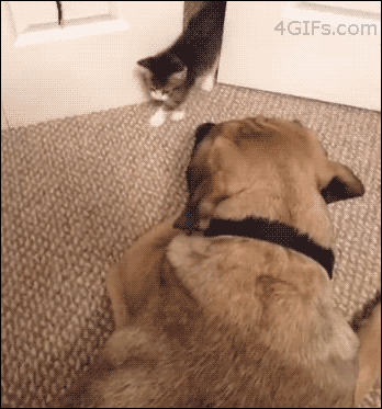 Kitten-scares-big-dog
