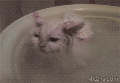 Cat-enjoys-warm-bath