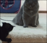 Kitten-cat-stairs