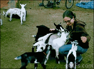 Baby-goat-climbing-swarm.gif