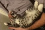 Kitten-arms-pushed