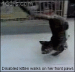Disabled-kitten-walks