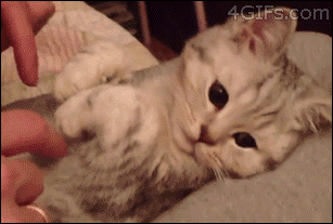 Kitten-paws-frozen