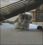 Kitten-chases-laser-pointer
