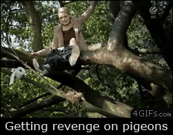 Pigeon-revenge-bird-nest.gif