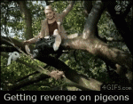 Pigeon-revenge-bird-nest