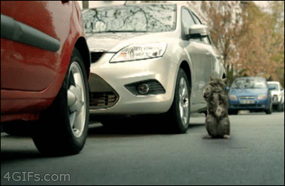 Cat-directs-car-accident