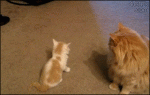 Kitten-picks-fight-backs-off