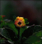 Dahlia-flower-blooms