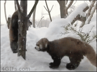 Red-panda-headbutt-attack